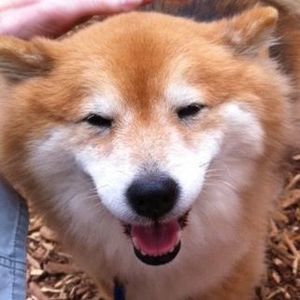 Meet your Posher, Kona